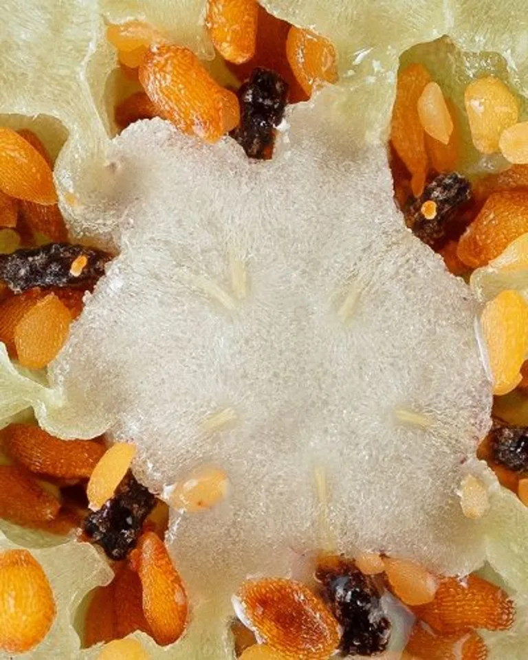 [What Even Are Antioxidants?] Article Image